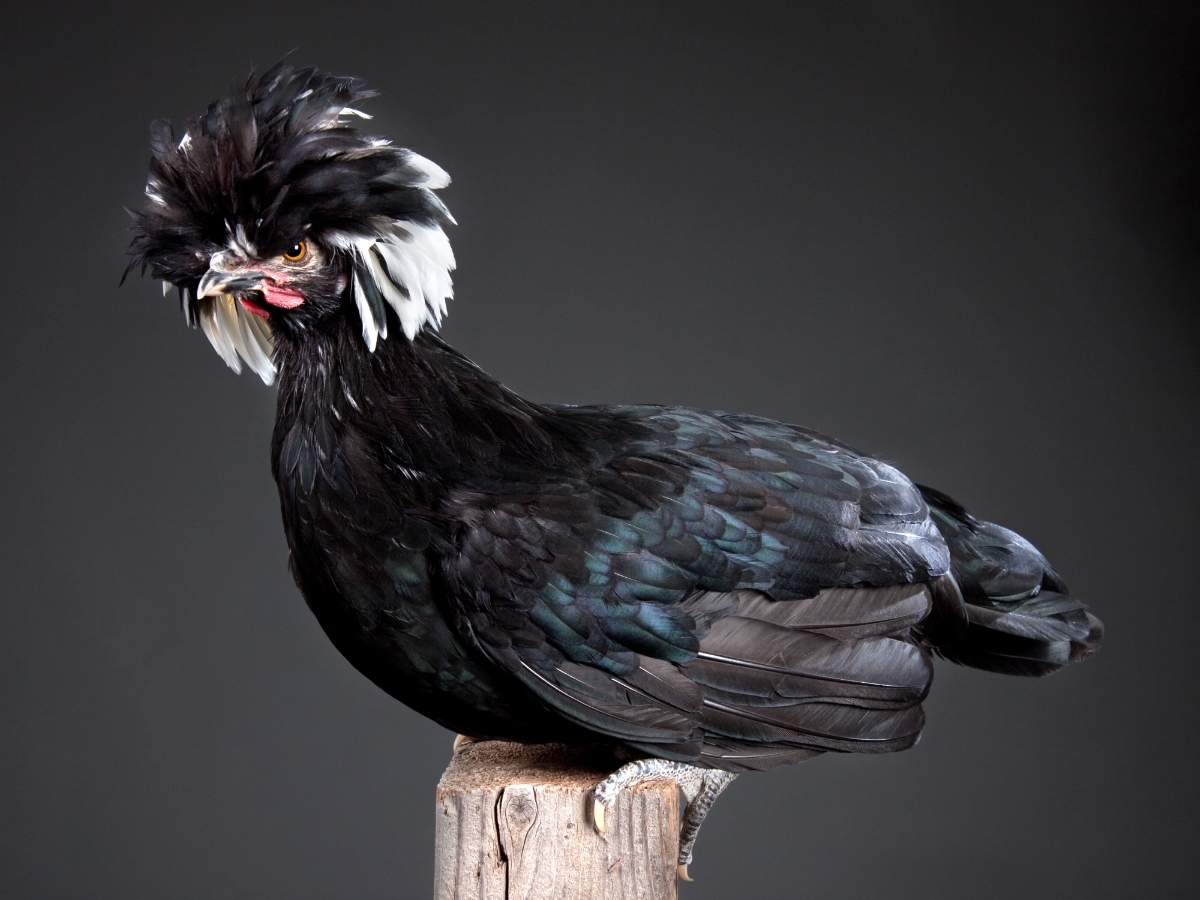 Holländer Haubenhuhn – gute Legehennen mit Federhaube – huehner-welt Holländer Haubenhuhn – gute Legehennen mit Federhaube – huehner-welt