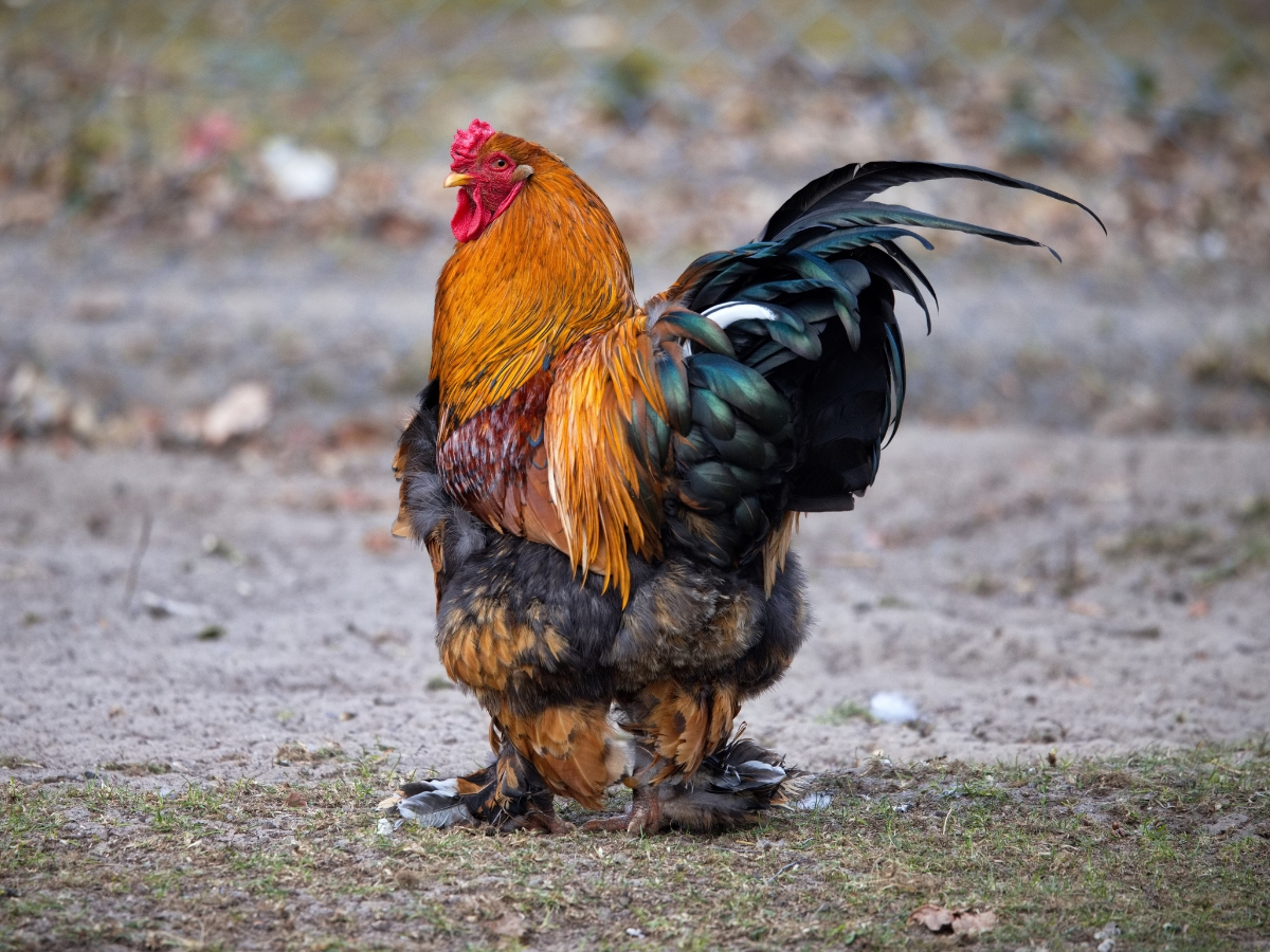 Brahma – sanftmütige Riesenhühner