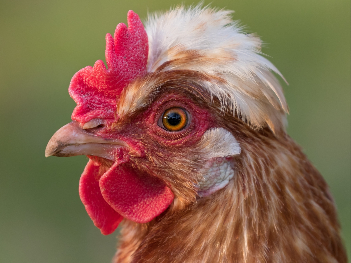 Sulmtaler – Zweinutzungshühner mit Federhaube