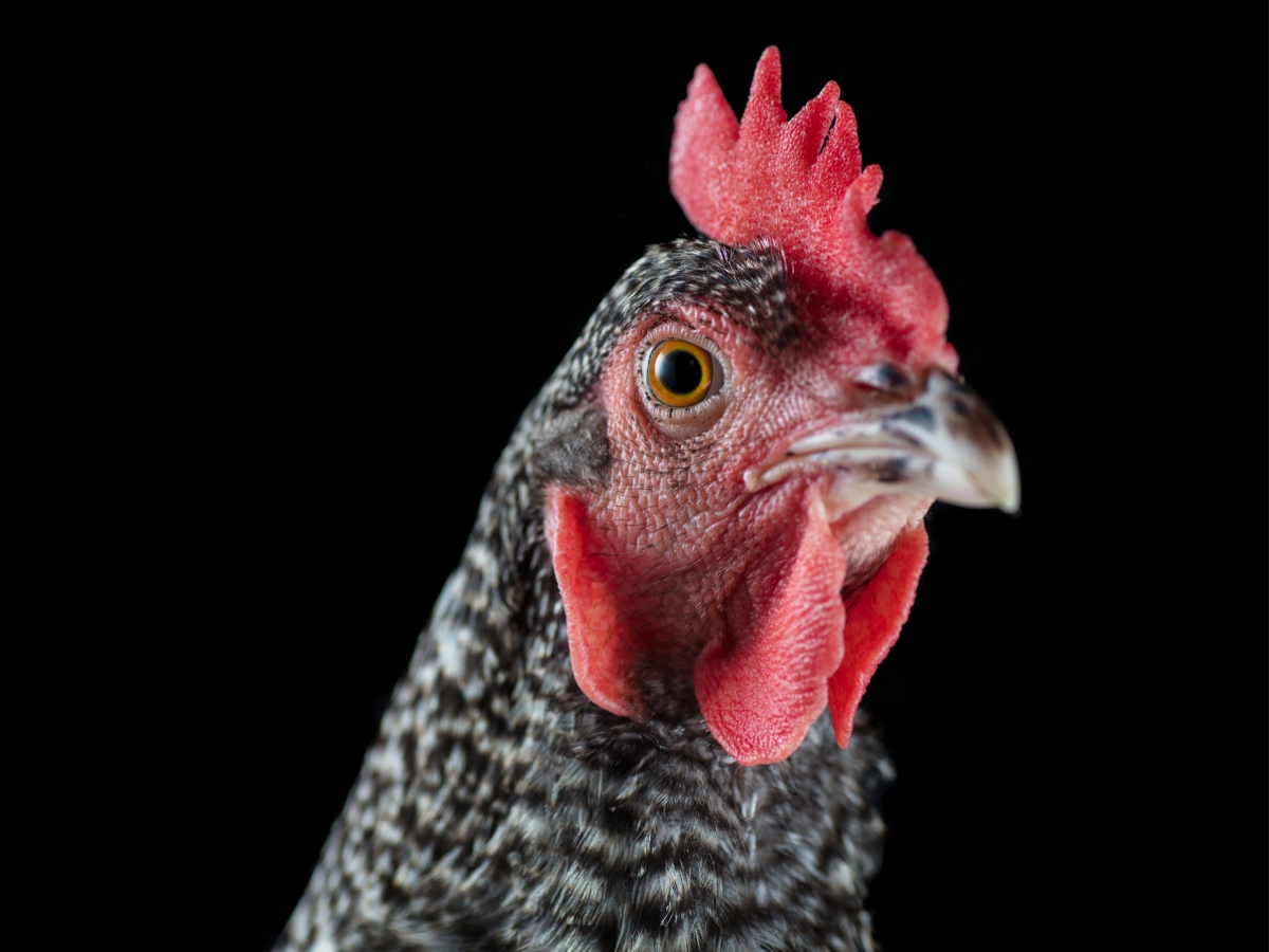 Amrock Hühner – Entspannte gestreifte Zweinutzungshühner