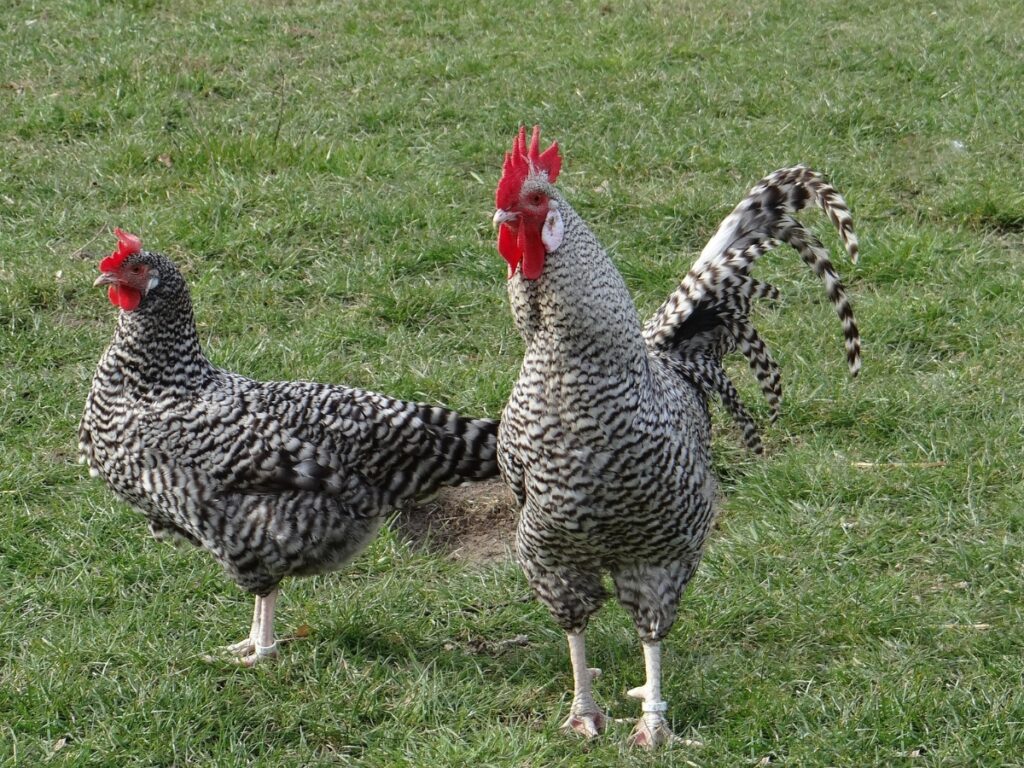 Können Hühner und Enten zusammen leben? 5 wichtige Faktoren huehnerwelt