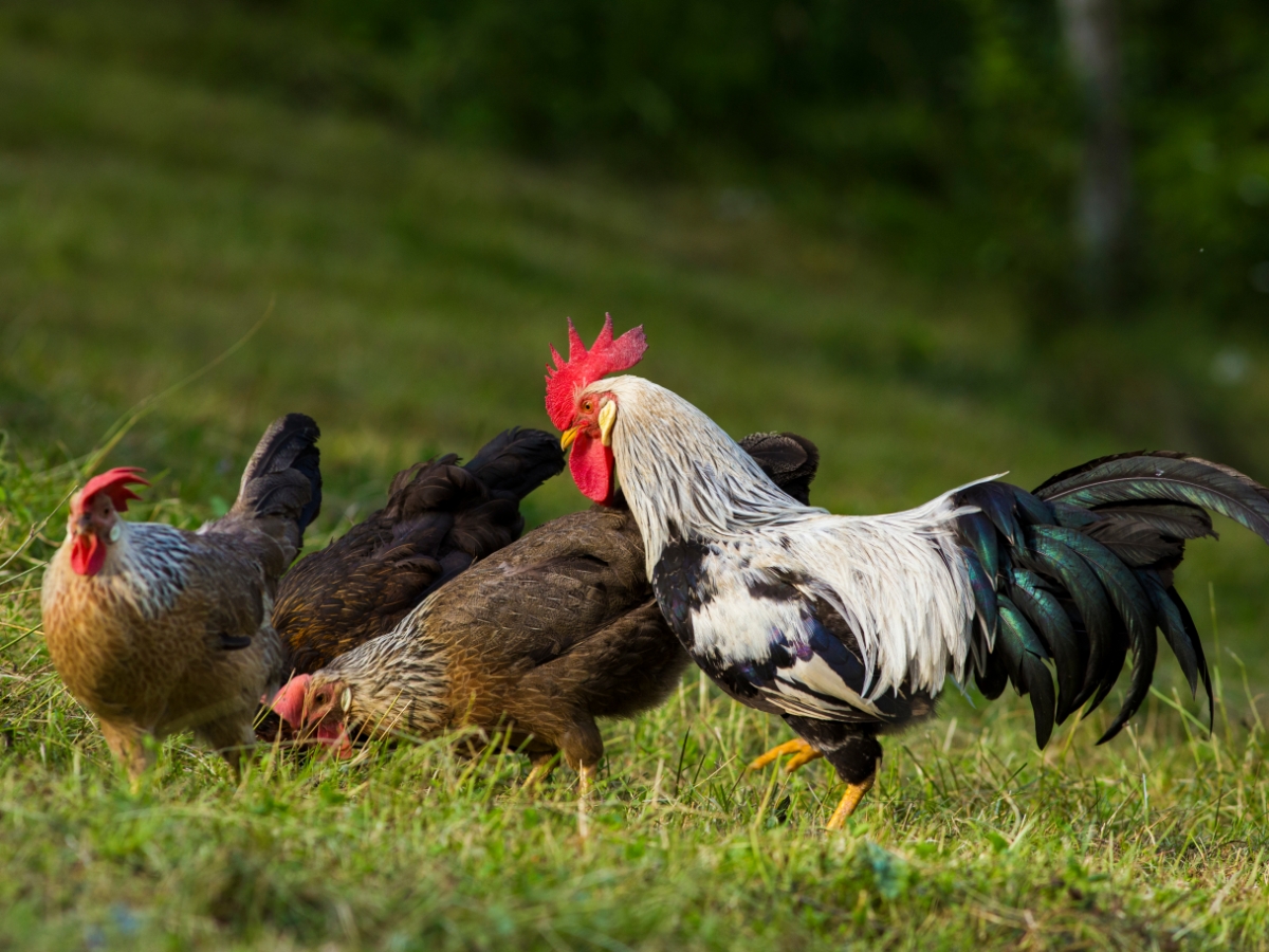 Italiener Hühner – lebhaft mit hoher Legeleistung